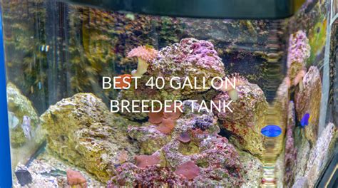 Best 40 Gallon Breeder Tank Betta Care Fish Guide