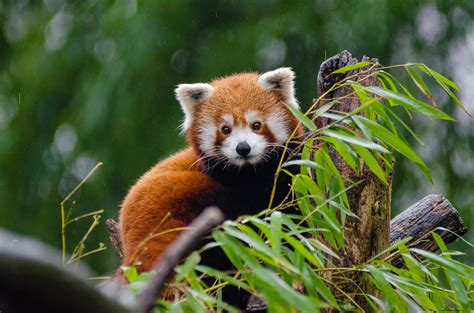 Kostenloses Foto Zum Thema Blätter Niedlich Roter Panda Tier Tierwelt