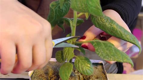How To Prune Chili Pepper Plants Youtube
