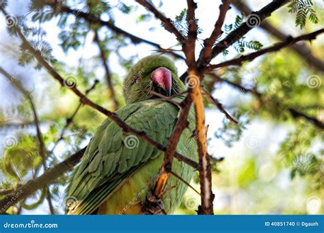 Green Parrot Sleeping Stock Photo Image Of Bird Sleeps 40851740