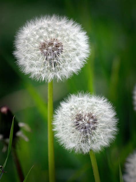 White Dandelion In Close Up Photography · Free Stock Photo