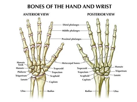 The 25 Best Human Hand Bones Ideas On Pinterest Hand Bone Anatomy