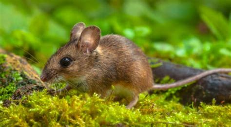 types of pest mice you ll find in or around your pennsylvania home