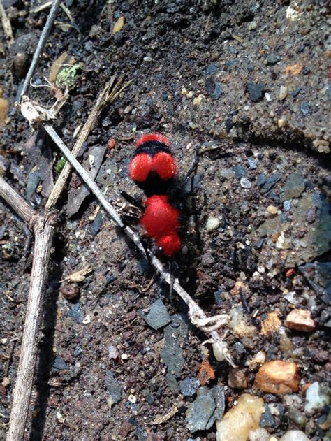 Seluruh sperma idang tumpah di rahim marissa. Red And Black Flying Bugs | Video Bokep Ngentot