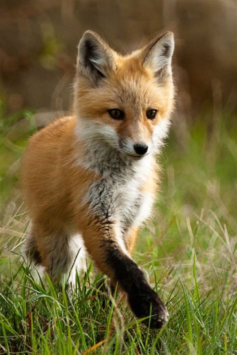 Best 25 Foxes Ideas On Pinterest Fox Cute Fox And Red Fox