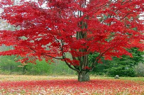 Maple Trees Best Shade Trees For Fall Color —