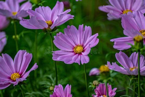 Beautiful Pink Cosmos Flowers In The Field Purple Flowers In Full