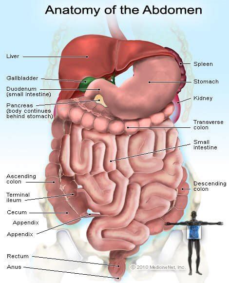 These general diagrams show the digestive system, with the major human anatomical structures labeled (mouth. Abdominal Adhesions Pain, Causes, Symptoms & Treatment