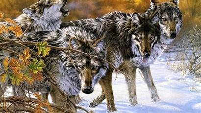 Native Wolf American Indian Pack Drawings