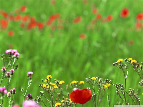 Free Download Download Field Of Spring Flowers Wallpaper 1600x1200