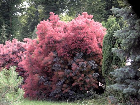 Rhus cotinus, the european smoketree, eurasian smoketree, smoke tree, smoke bush, venetian sumach, or dyer's sumach, is a species of flowering plant in the family anacardiaceae, native to a large area from southern europe, east across central asia and the himalayas to northern china. Perukowiec podolski / Cotinus coggygria ROYAL PURPLE ...