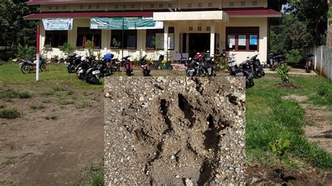 Pun begitu, situs di aceh itu bukanlah dugaan lain tentang tapak kaki nabi adam as. JEJAK TAPAK KAKI HARIMAU DI HALAMAN KANTOR DESA UJANMAS ...