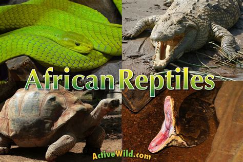 These famous african animals are often top of the list for a safari. African Reptiles List, Pictures & Facts: Amazing Reptiles ...