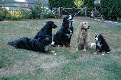 3 Bernese Mountain Dog And 1 Light Golden Retriever And Black Labrador