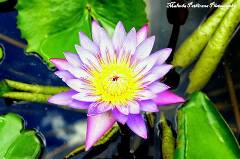 Malinda Pathirana Photography National Flower Of Sri Lanka