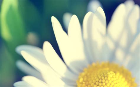 daisy flower wallpaper ·① wallpapertag