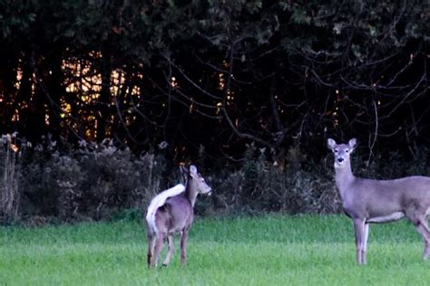 Wild Things Whitetail Mating Season Means More Run Ins For Hunters