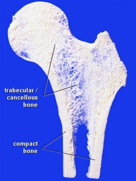 Bone Growth Bone Health And Osteoporosis Hubpages