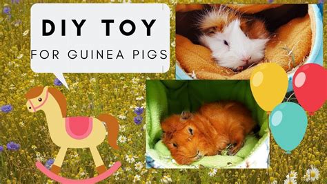 Diy Guinea Pig Toys Little Adventures How To Make Your Own Toys For
