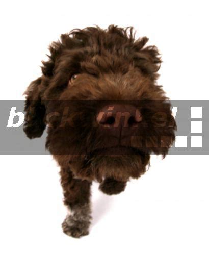Lagotto romagnolo italienischer wasserhund & trüffelhund. blickwinkel - Italienischer Wasserhund, Lagotto romagnolo ...