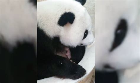 Second Giant Panda Cub Born In Malaysia New Straits Times Malaysia