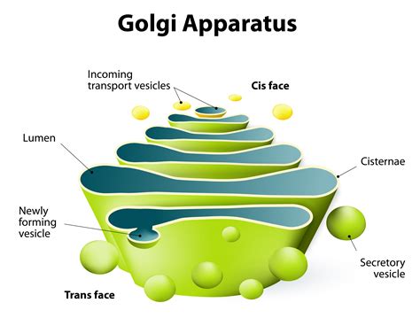 Golgi Body Clipart 20 Free Cliparts Download Images On Clipground 2024