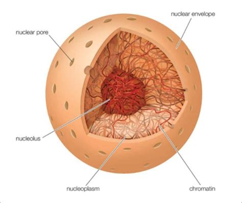Check spelling or type a new query. Nucleus - Cell Nucleus | Nucleus Structure and Functions