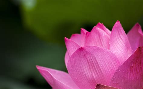 We have an extensive collection of amazing background images carefully chosen by our community. Pink Lotus Flower 4K Wallpaper | HD Wallpaper Background