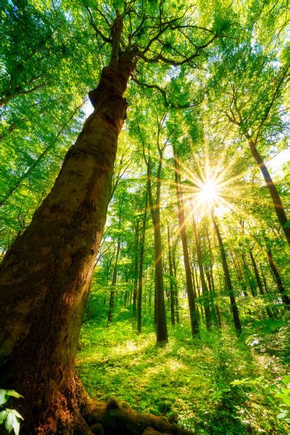 Forêt Tempérée Banque Dimages Et Photos Libres De Droit Istock