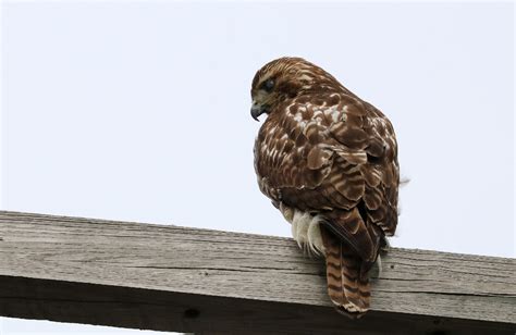 Photo Of The Week Juvenile Red Tailed Hawk Lireo Designs
