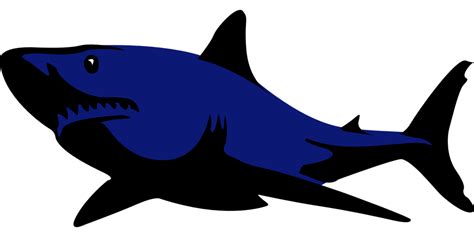 Shark Fish Animal · Free Vector Graphic On Pixabay