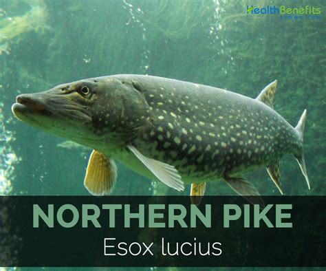 Northern Pike Facts Health Benefits And Nutritional Value