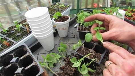 Tomato Seedlings Ready To Transplant