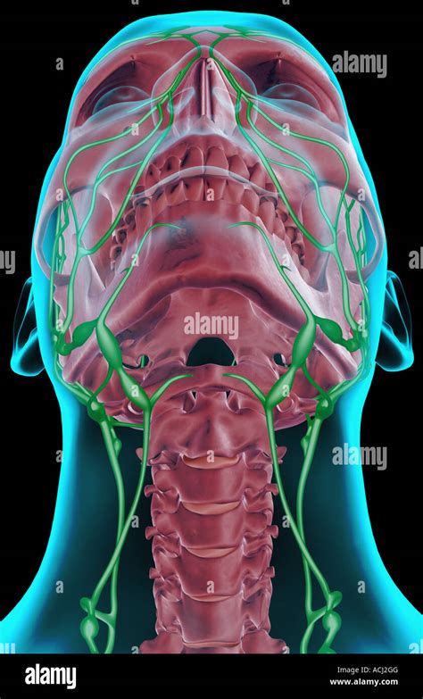 Lymph Node Back Of Neck Anatomy Back Of Neck Anatomy Lymph Diagram