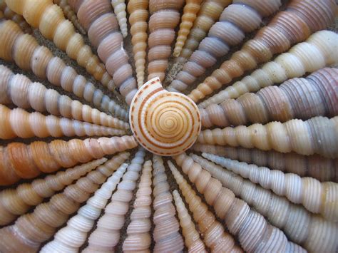 Spiral Shells A Variation Of The Shell Photo From Koh Chan Omnia