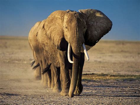 We did not find results for: Elephant HD Wallpaper High Quality Wallpaper | Elephant ...