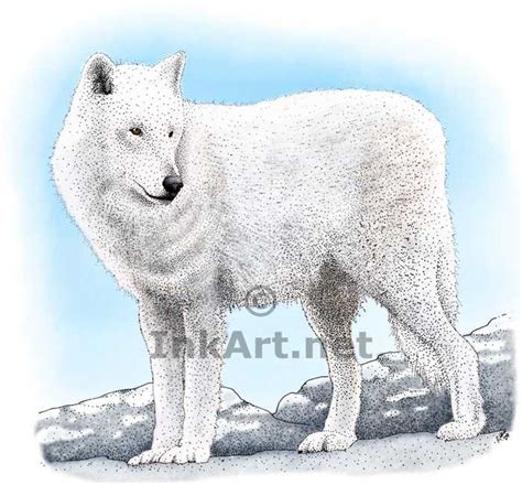 Arctic Wolf Drawing At Getdrawings Free Download