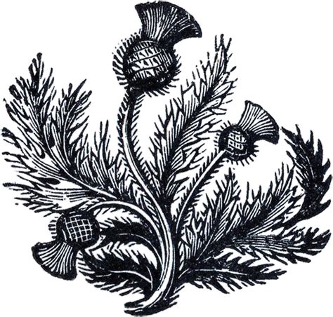 Thistle Flower Clip Art Cliparts