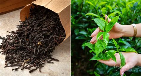 The Ultimate Ceylon Tea Experience In Sri Lanka Savor The Finest Tea