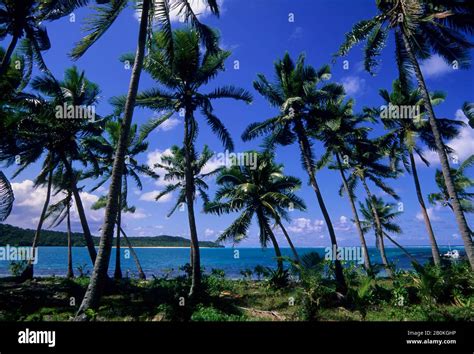 Fiji Lau Group Fulanga Island Coconut Palm Trees On Beach Stock