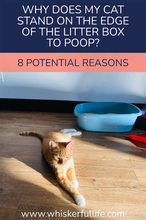 Why Do Cats Poop Outside The Litter Box And How To Stop It Art