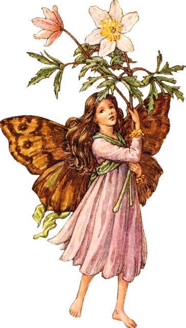 Mayflower Fairy Cicely Mary Barker Fairy Images Fairy Pictures Png