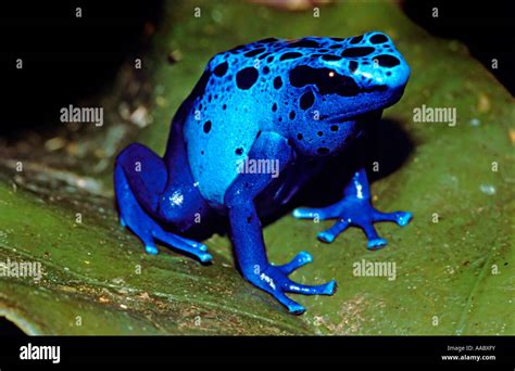 Blue Poison Dart Frog Dendrobates Azureus Stock Photo Alamy