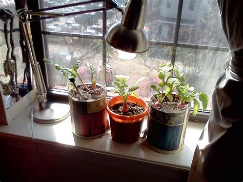 Small Pots Indoor Vegetable Garden Design Homescornercom