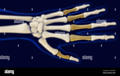 Hand Proximal Phalanges Human Skeleton Anatomy 3d Rendering For Medical