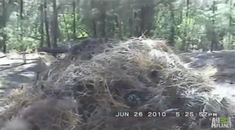 Is This Giant Nest Bigfoots Lair Footage Captures Large Unexplained