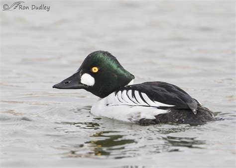 Common Goldeneye A Duck That Earned Its Genus Name In Spades