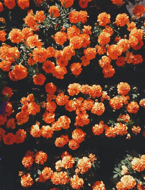 Unsplash Free High Resolution Photos Flower Aesthetic Orange