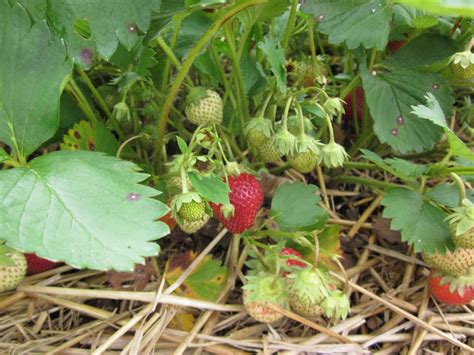 Winterizing Strawberry Plants Hgtv