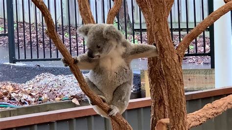 Lone Pine Koala Sanctuary Visit Brisbane Australia Youtube